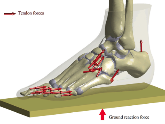 An illustration showing how tendon and ground forces act on the bones of a human foot