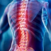 An illustration of a human spine